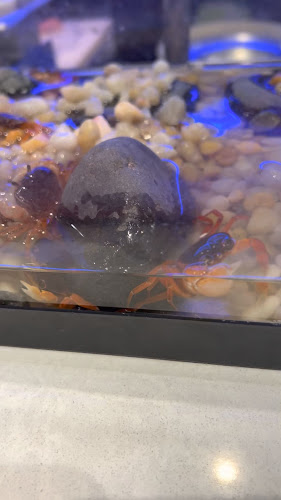 Addison Sushi - Addison