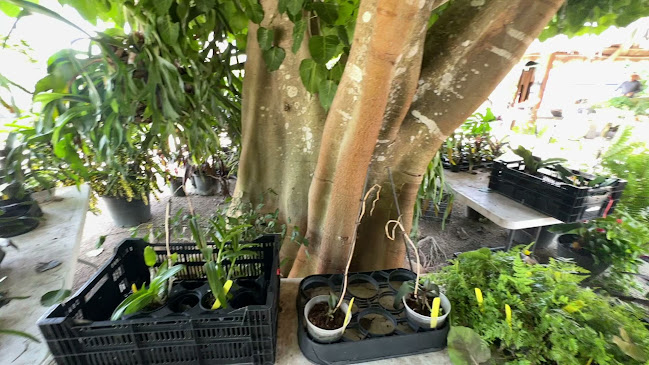 Pine Island Tropical Fruit Market