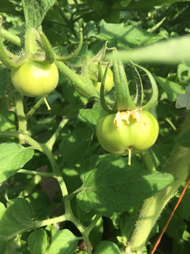 Opinii despre Dimond Hill Farm în Concord - Hospitality and gastronomy