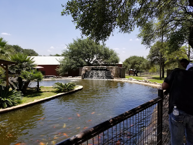 Comentarii opinii despre Safari Grill