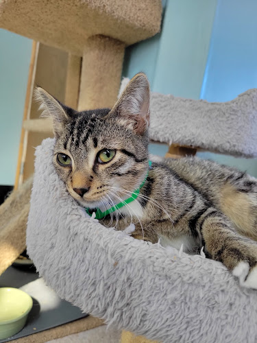 Pawsitivitea CNY Cafe & Cat Lounge - Syracuse