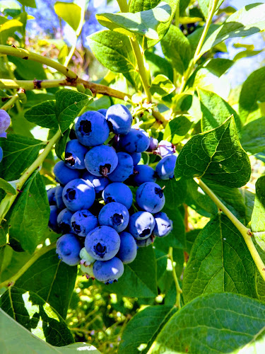 Schmidts Blueberry Farm - Hospitality and gastronomy