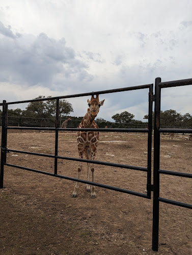 Safari Grill - San Antonio