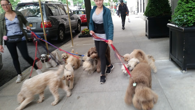 Sons Freedom Market - New York