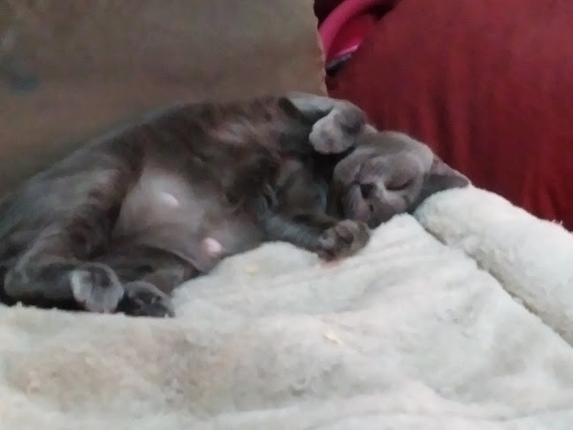 Opinii despre yummyinmytummy în West New York - Hospitality and gastronomy