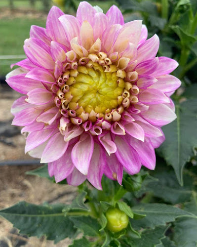 Circles of Colors - Hospitality and gastronomy