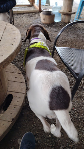 Comentarii opinii despre Paws For A Beer