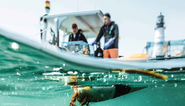 Lady Catherine Lobster