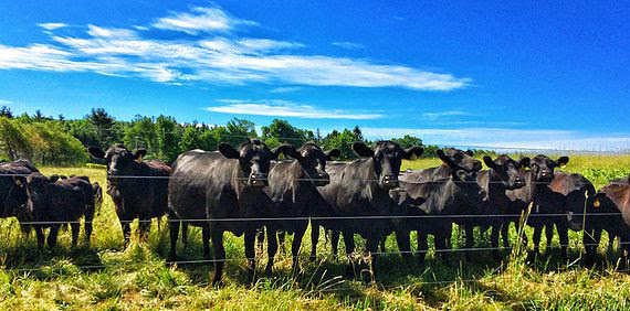 M.A.Farm - Bellingham