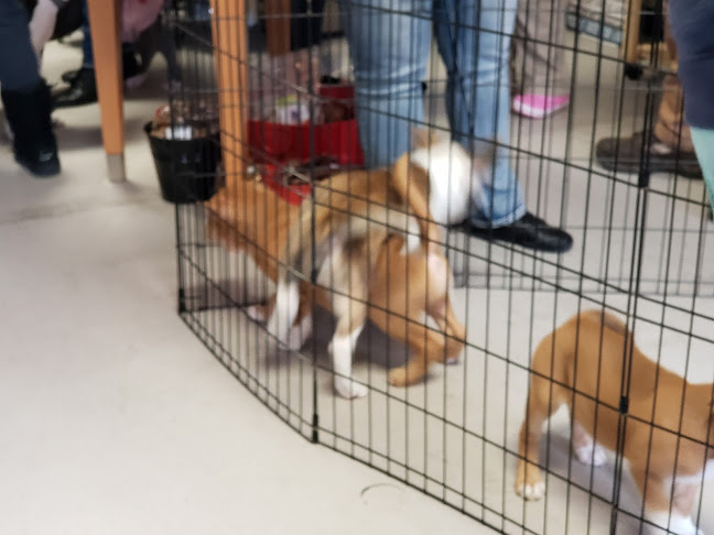 Yadi’s Yummies - St Peters