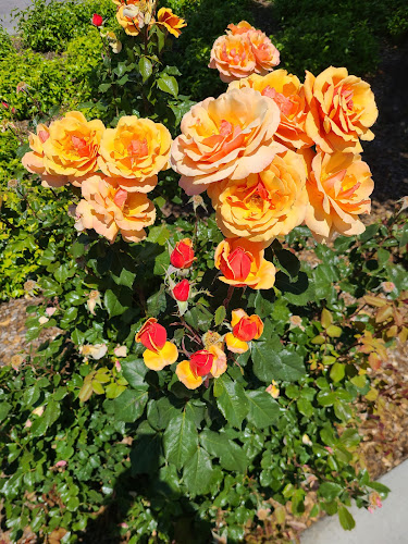 Opinii despre Ray's Catering în San Rafael - Hospitality and gastronomy