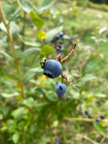 Schmidts Blueberry Farm