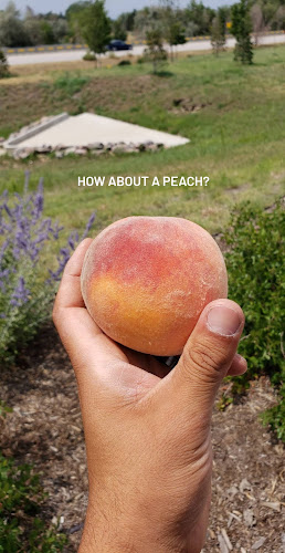 Fruit Shak - Hospitality and gastronomy