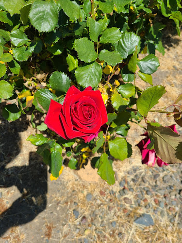 Ray's Catering - San Rafael