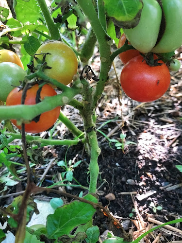 Comentarii opinii despre M.A.Farm