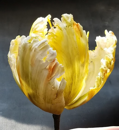 Cuffey's Cakes - Hospitality and gastronomy