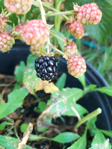 200 Center St, Bellingham, MA 02019